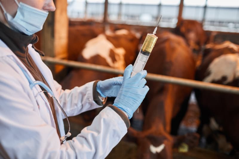 Novas regras em Goiás reforçam combate à brucelose e tuberculose em bovinos 3 Brucelose