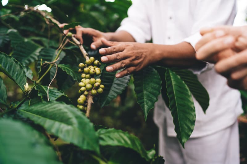 Cafezais das Matas de Rondônia têm saldo positivo de carbono na produção familiar 3 Cafezais