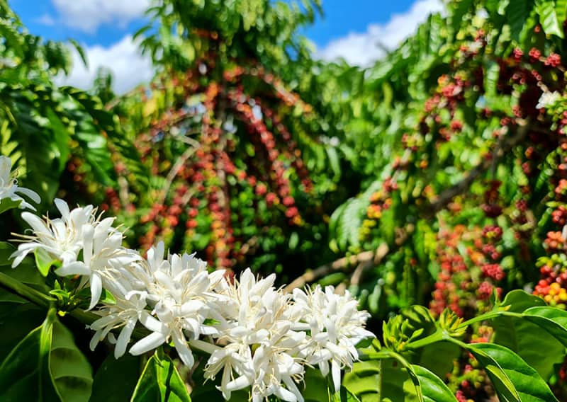 Cafezais das Matas de Rondônia têm saldo positivo de carbono na produção familiar 2 Cafezais