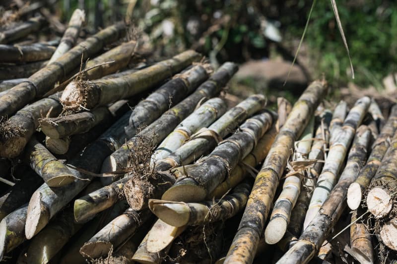 Goiás bate recorde na produção de cana-de-açúcar na safra 24/25 com 969,7 mil hectares 2 Cana-de-açúcar