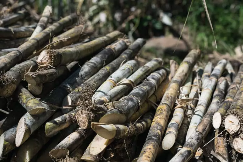 Novo zoneamento define áreas de risco para cultivo de cana-de-açúcar 2 Cana-de-açúcar