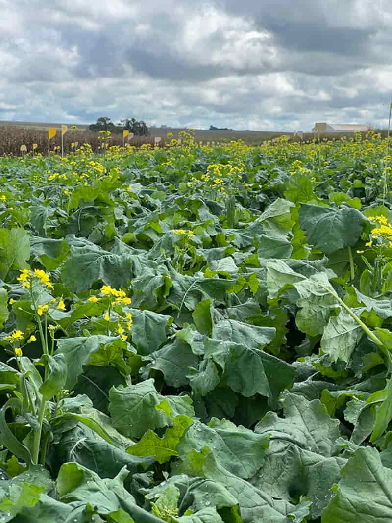 Projeto busca adaptar canola às condições tropicais do Brasil 2 Canola