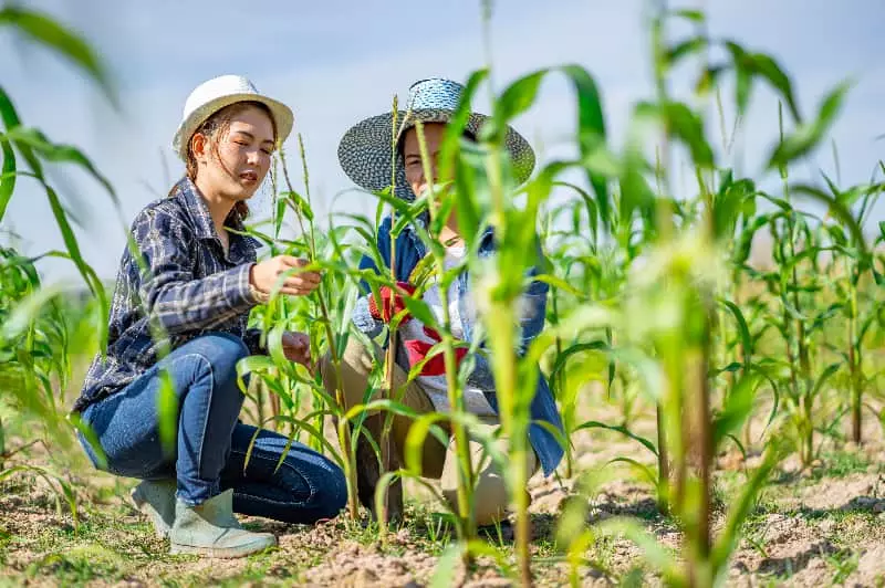 Agropecuária brasileira registra alta de 11,7% e se destaca no PIB de 2025 3 Crescimento do PIB