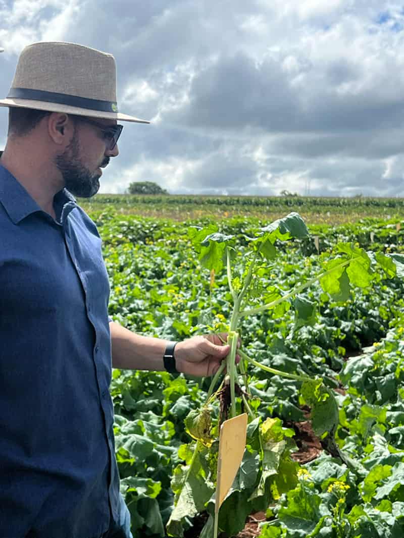 Projeto busca adaptar canola às condições tropicais do Brasil 3 Cultivo de canola