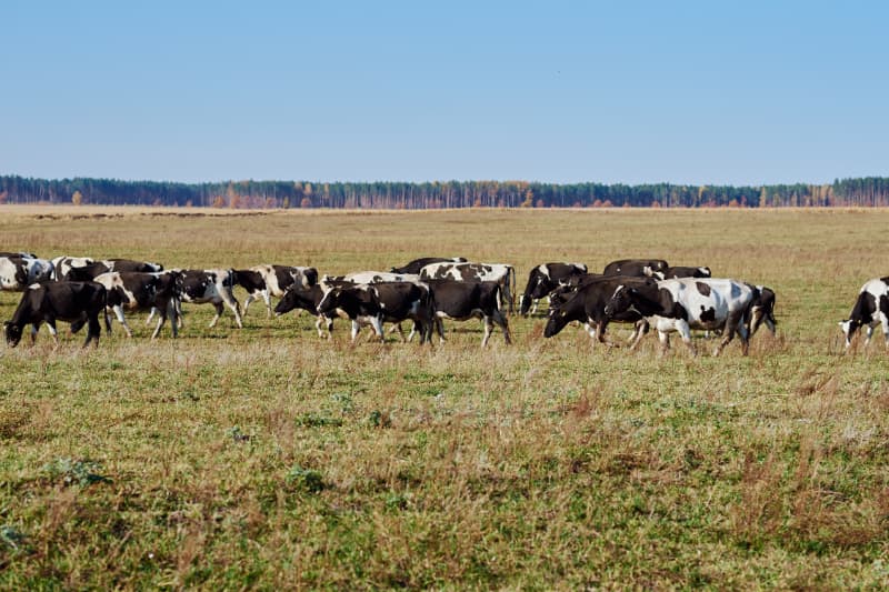 Iniciada campanha de declaração de rebanhos e vacinação de herbívoros em Goiás 2 Declaração de rebanho