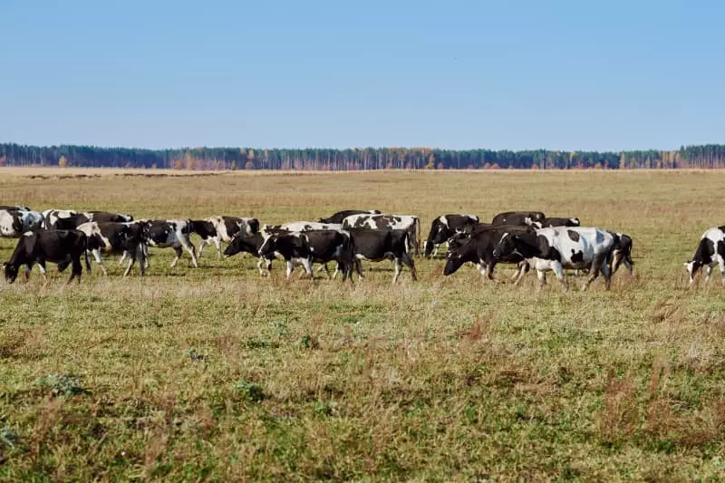 Declaração de rebanho em Goiás será obrigatória entre 1º e 31 de maio; veja como fazer 2 Declaração de rebanho