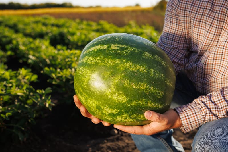 Controle fitossanitário assegura exportação de frutas de Goiás 2 Exportação de melancia