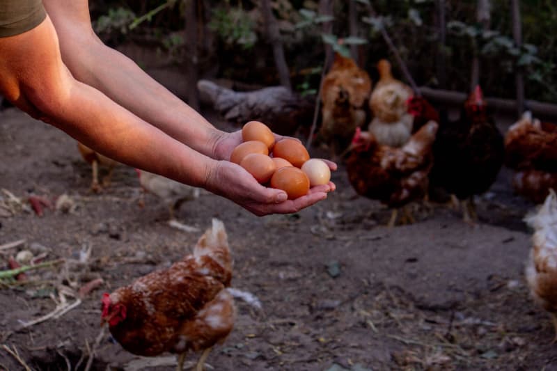 Gripe aviária não representa risco para quem consome frango e ovos, diz ABPA 2 Frango e ovos