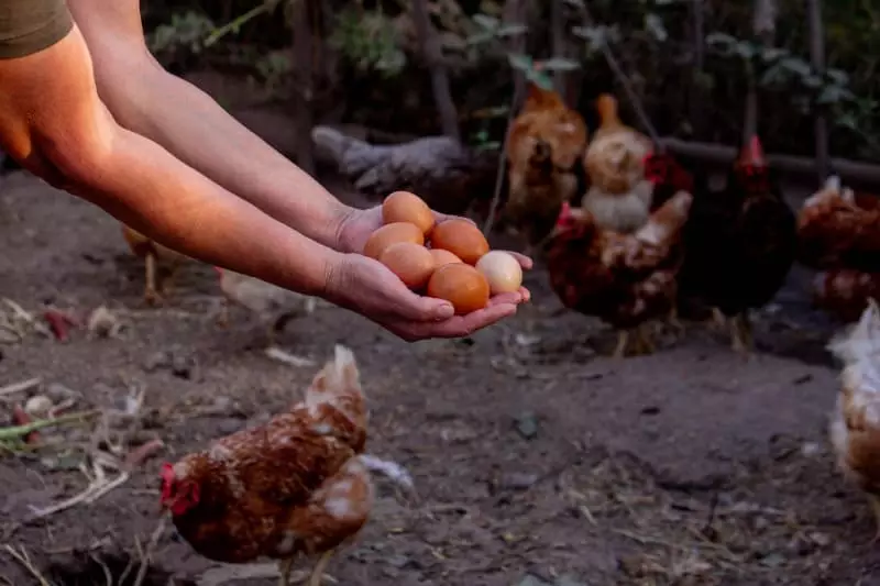 Frango e ovos