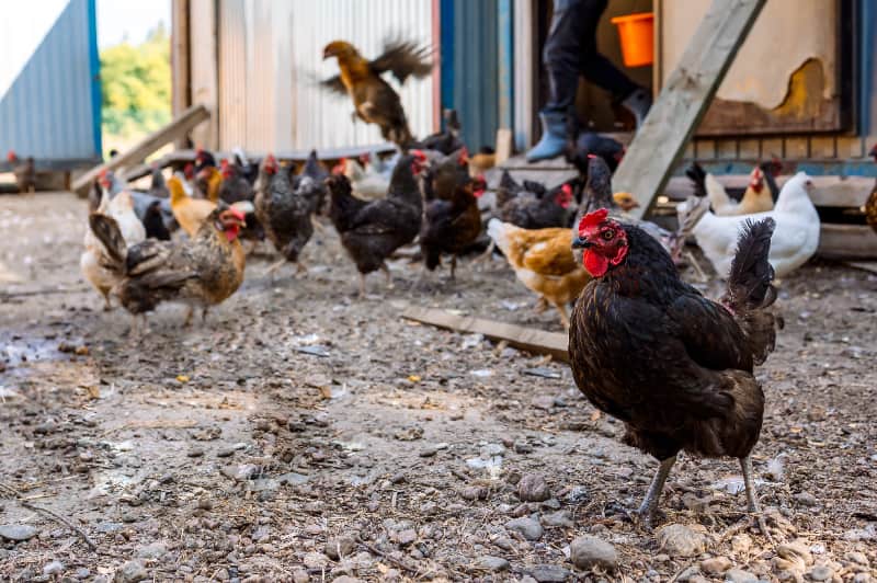 Países impõem barreiras à carne de aves do Brasil após surto de influenza; veja quais 3 Gripe aviária