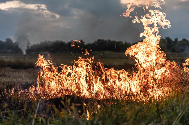 Incêndios impulsionam maior devastação de florestas primárias em 2024 3 Incêndio