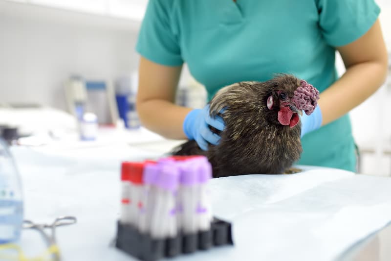Gripe aviária não representa risco para quem consome frango e ovos, diz ABPA 3 Influenza aviária