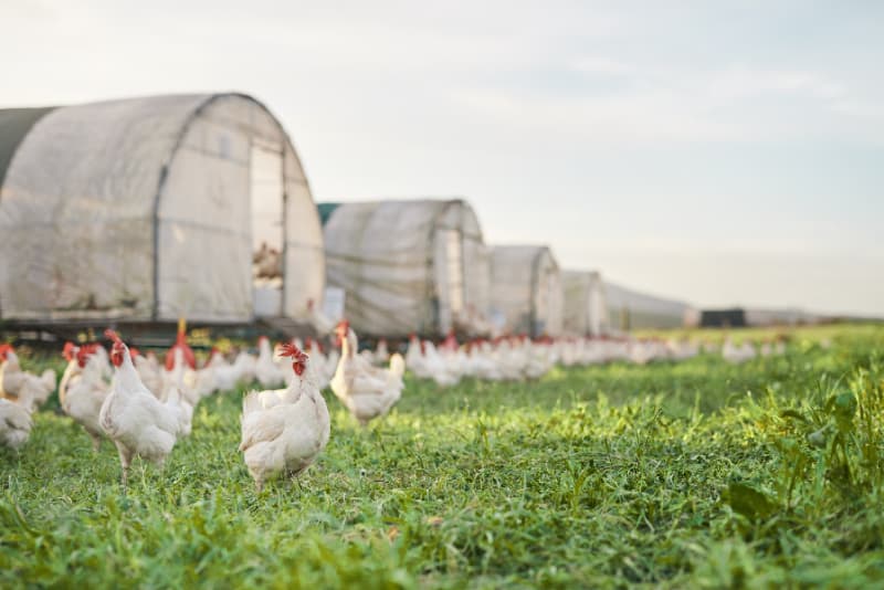 Primeiro caso de influenza aviária é confirmado na avicultura comercial no Brasil 2 Influenza aviária