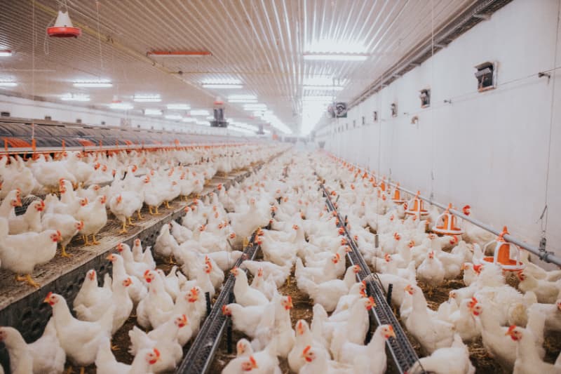 Primeiro caso de influenza aviária é confirmado na avicultura comercial no Brasil 3 Influenza