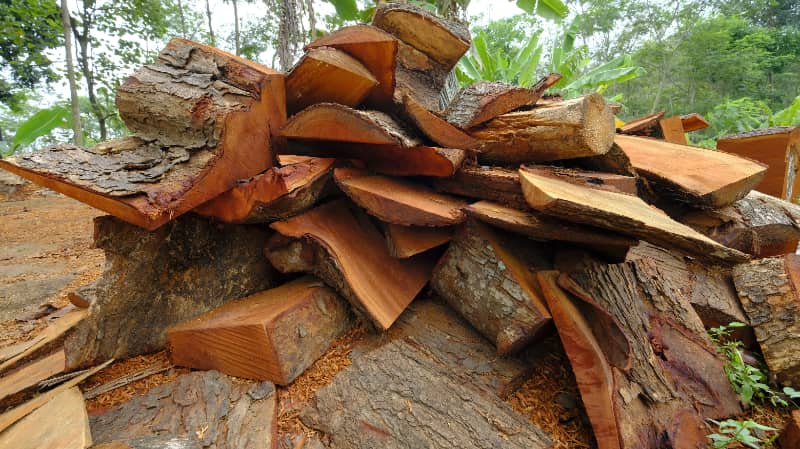 Carga de madeira nativa da Amazônia e em risco de extinção é apreendida em Goiás 3 Madeira nativa da Amazônia
