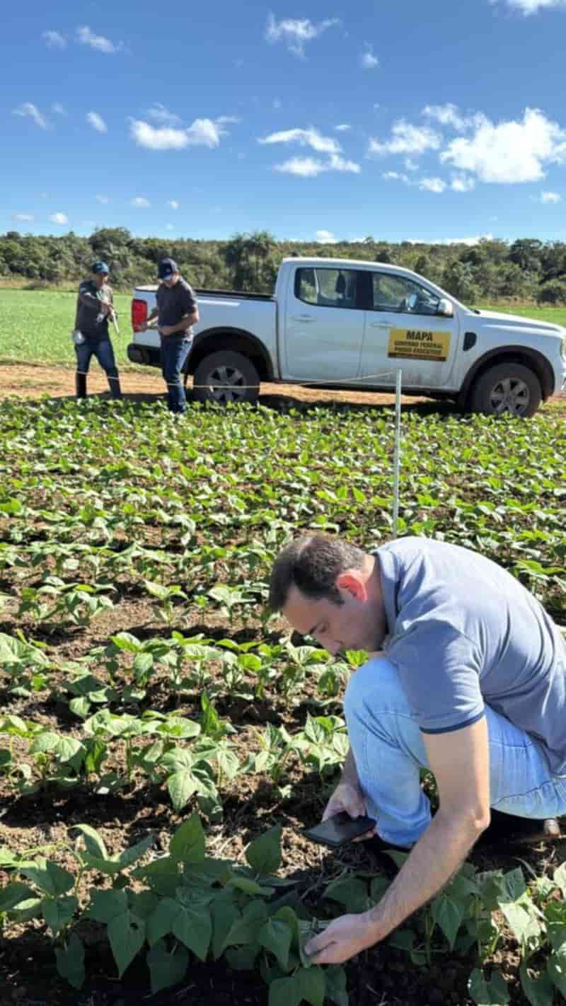 Fiscalização analisa presença de mosca-branca e viroses em lavouras de feijão, em Goiás 3 Mosca-branca-em-fejoeiro