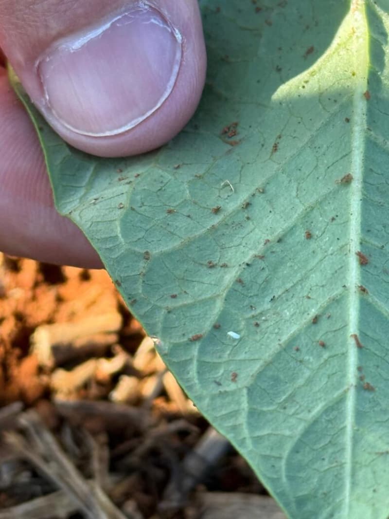 Fiscalização analisa presença de mosca-branca e viroses em lavouras de feijão, em Goiás 2 Mosca-branca