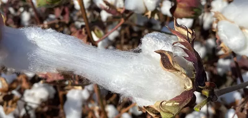 Nova cultivar de algodão