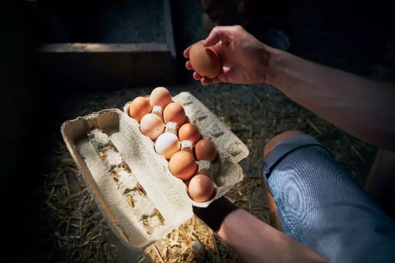 Ovos de granja