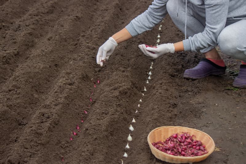 Estudo define os melhores períodos para plantio de feijão em Goiás 2 Plantio de feijão