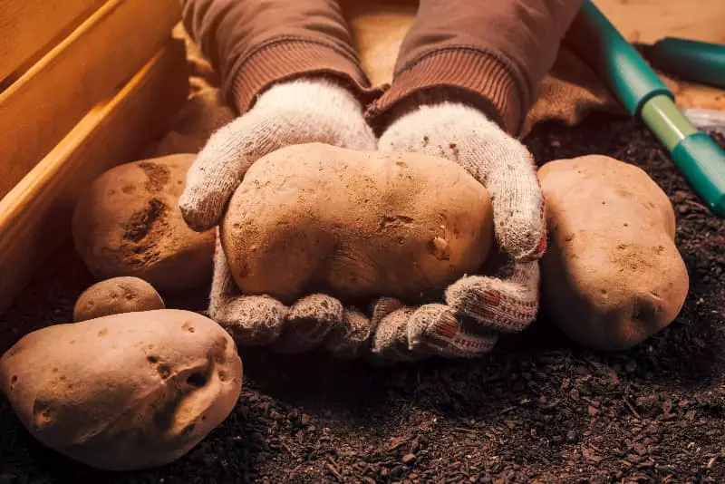 Produção de batata