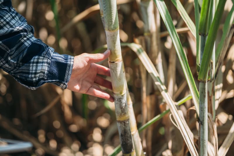 Goiás bate recorde na produção de cana-de-açúcar na safra 24/25 com 969,7 mil hectares 3 Safra cana-de-açúcar