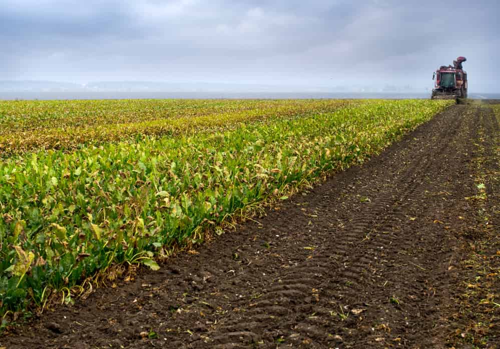 Dia do Trabalhador: a força do agro que move o Brasil 2 colheita no campo