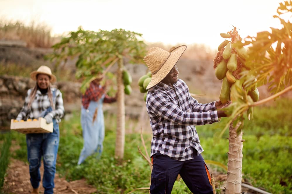 Dia do Trabalhador: a força do agro que move o Brasil 3 trabalho no cantpo