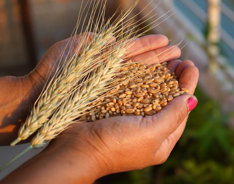 Moagem de trigo apresenta crescimento de 3% no Brasil em 2024 3 Trigo