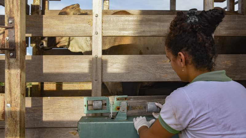 Novas regras em Goiás reforçam combate à brucelose e tuberculose em bovinos 2 Tuberculose em bovinos