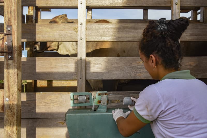 Iniciada campanha de declaração de rebanhos e vacinação de herbívoros em Goiás 3 Vacinação contra raiva