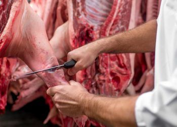 Abate de bovinos suínos e frangos avança no 1° trimestre de 2025
