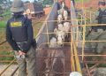 Agentes do ICMBio são atacados em reserva no Acre por fiscalização à pecuária clandestina