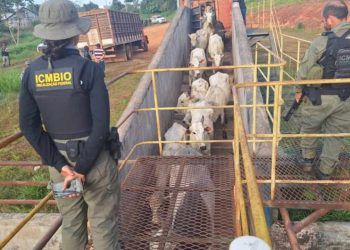Agentes do ICMBio são atacados em reserva no Acre por fiscalização à pecuária clandestina
