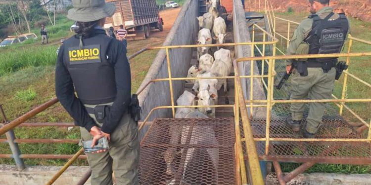 Agentes do ICMBio são atacados em reserva no Acre por fiscalização à pecuária clandestina