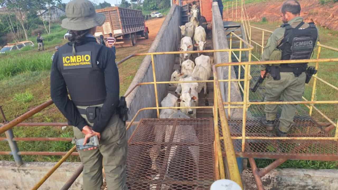Agentes do ICMBio sofre ataques em reserva do Acre por fiscalização de pecuária ilegal