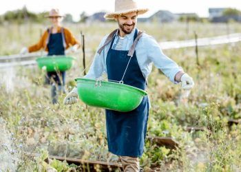 Agronegócio brasileiro registra recorde de trabalhadores no primeiro trimestre de 2025