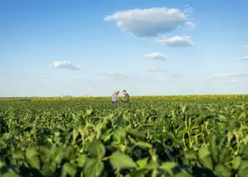 Agropecuária impulsiona economia com VBP estimado em R$ 1,5 trilhão em 2025
