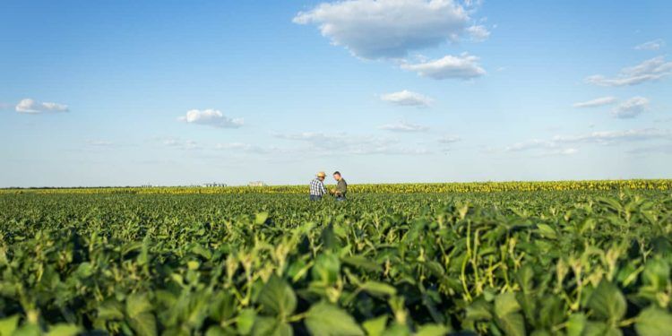 Agropecuária impulsiona economia com VBP estimado em R$ 1,5 trilhão em 2025
