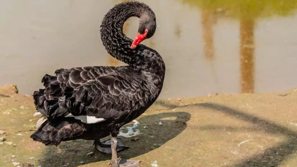 Autoridades de Goiás investigam morte de cisne negro com suspeita de gripe aviária em Goiânia