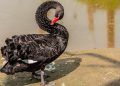 Autoridades de Goiás investigam morte de cisne negro com suspeita de gripe aviária em Goiânia