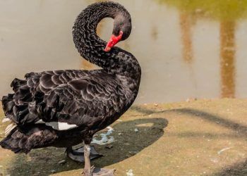 Autoridades de Goiás investigam morte de cisne negro com suspeita de gripe aviária em Goiânia