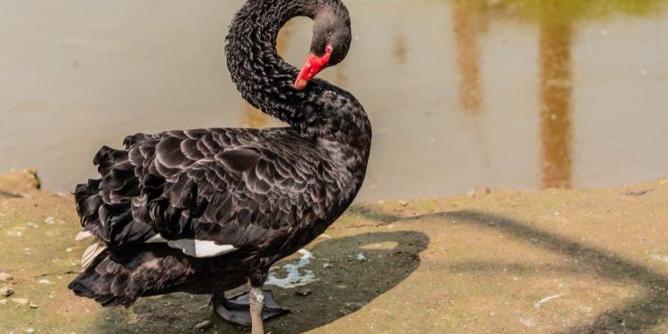 Autoridades de Goiás investigam morte de cisne negro com suspeita de gripe aviária em Goiânia