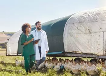 Brasil conclui vazio sanitário e se declara livre da gripe aviária em granjas comerciais