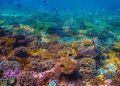 Brasil institui nova política para uso sustentável dos recifes de coral