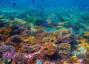 Brasil institui nova política para uso sustentável dos recifes de coral