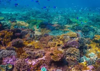 Brasil institui nova política para uso sustentável dos recifes de coral