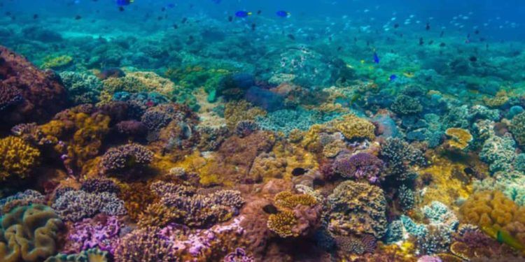 Brasil institui nova política para uso sustentável dos recifes de coral