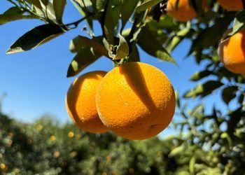 Brasil lança variedades de laranjeira-doce com colheita antecipada e alto padrão de suco