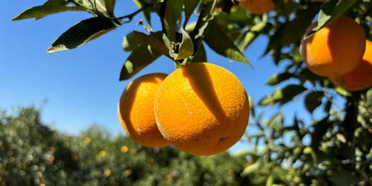Brasil lança variedades de laranjeira-doce com colheita antecipada e alto padrão de suco